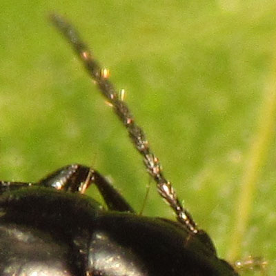 Carabidae: Syntomus truncatellus ?  No, MIcrolestes sp.